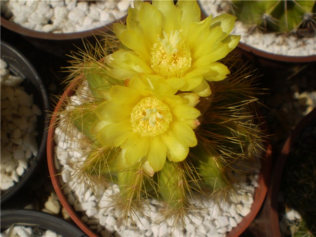 kaktus